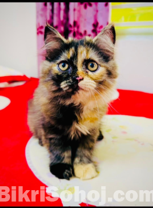 Persian cats